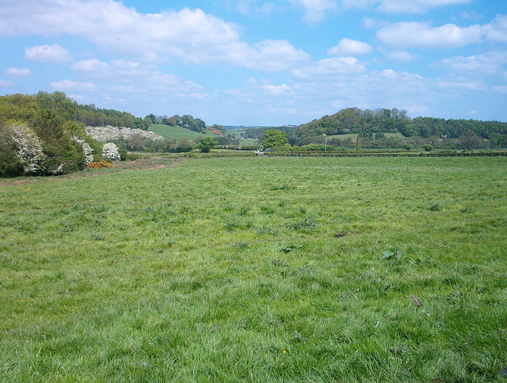 Dog play area