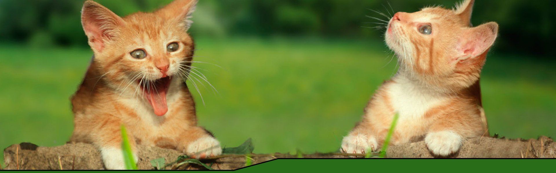 Cats