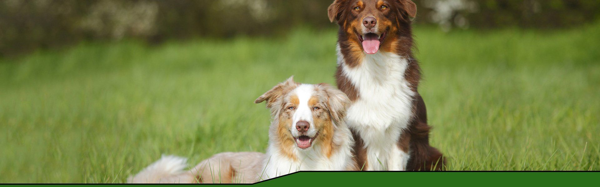 Dogs
