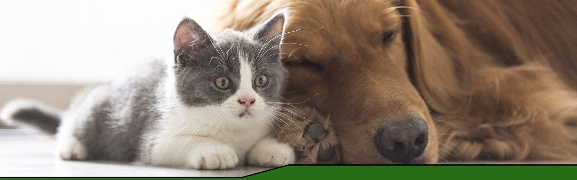 A cat and a dog