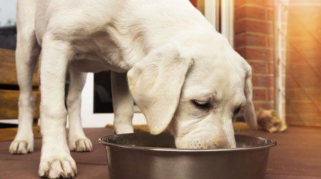 A dog drinking water