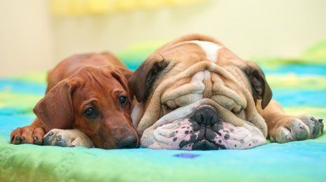 Dogs sleeping