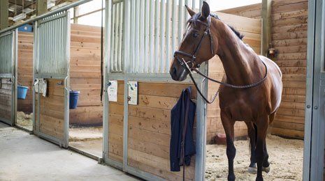 A horse