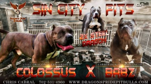Colossus X Babz Breeding