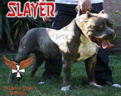Slayer Sin City Pits