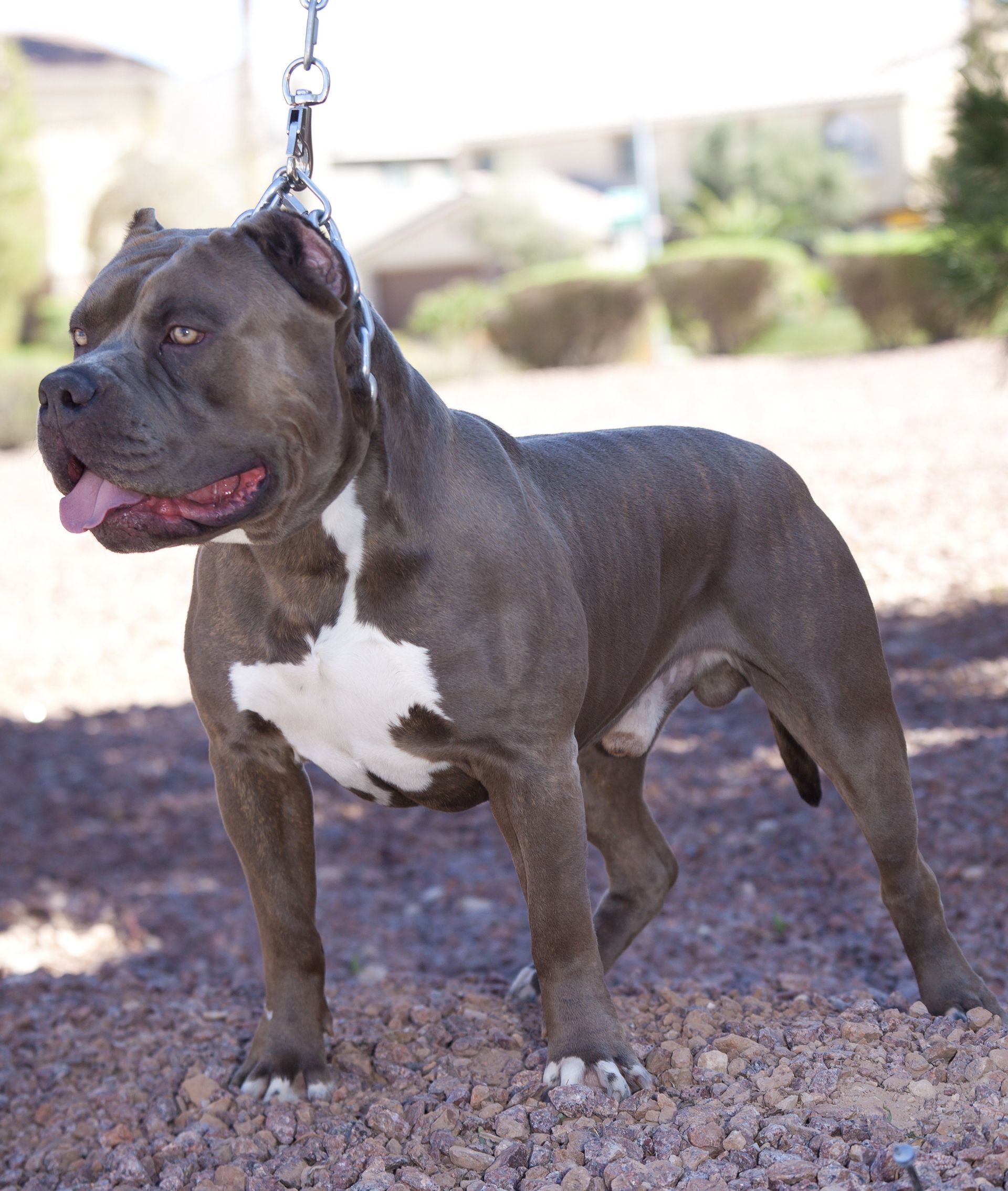 Colossus Sin City Pits