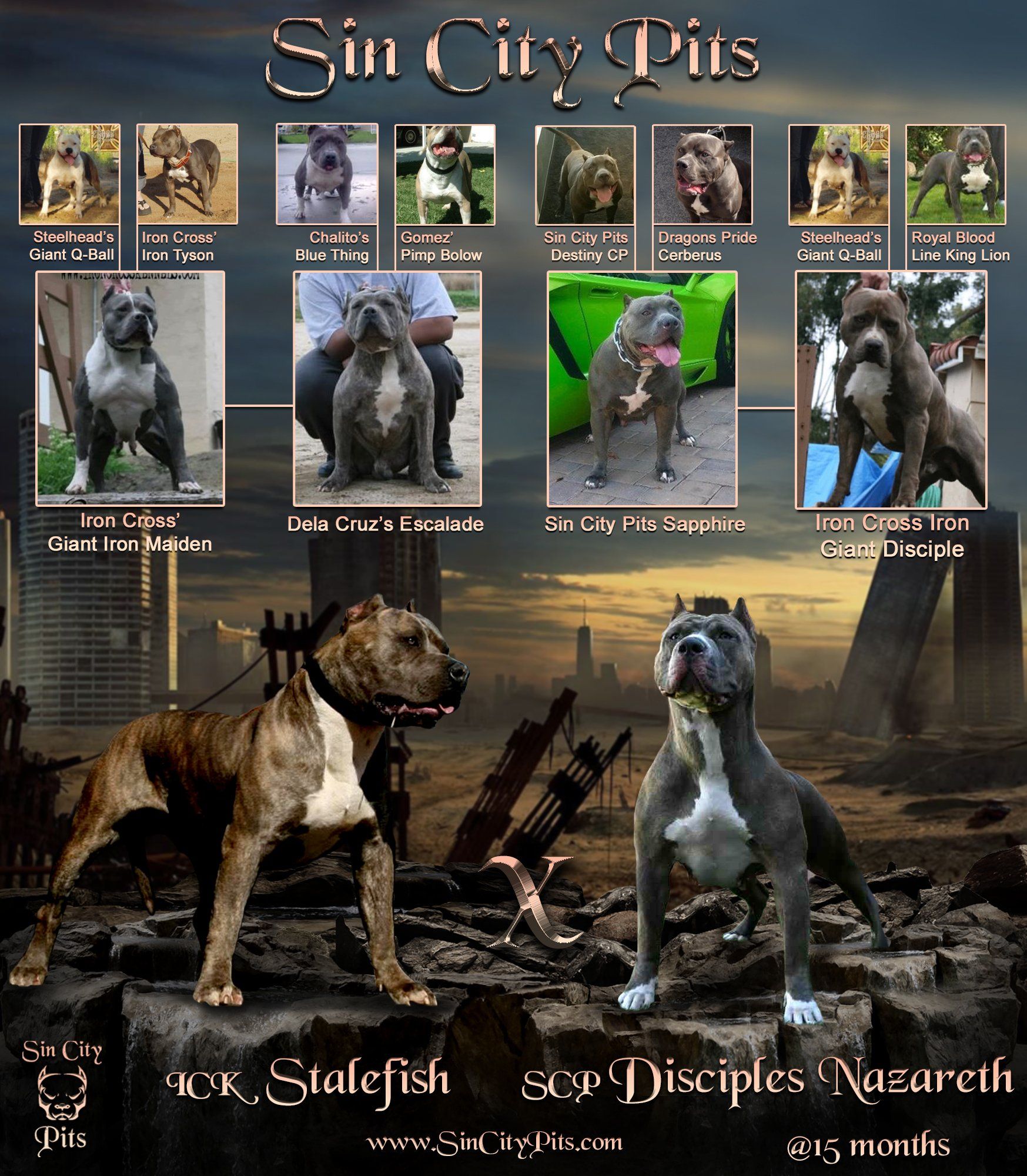 Colossus X Babz Breeding