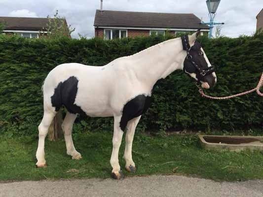 white horse