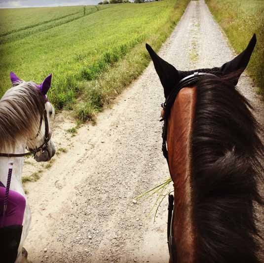 two horses