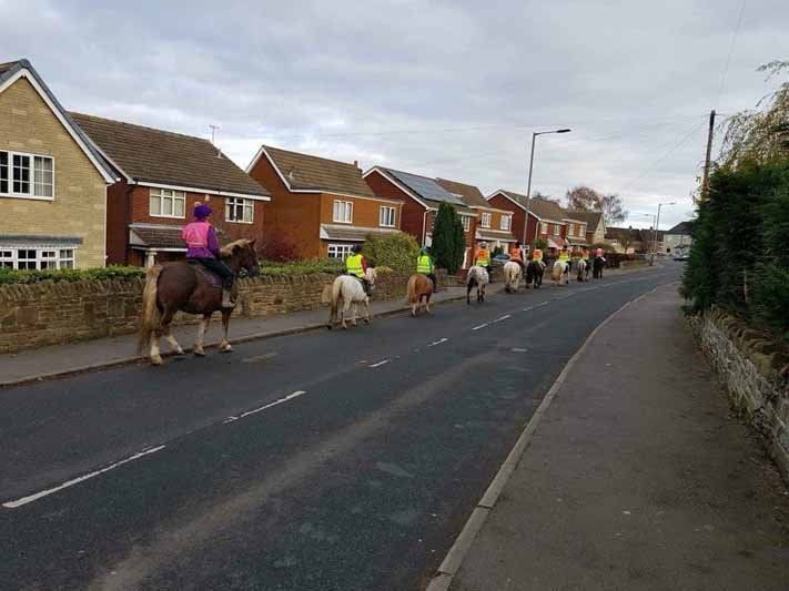 many horse stand in a row