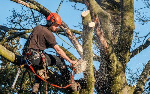 tree cutting