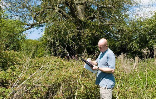 A tree surgeon