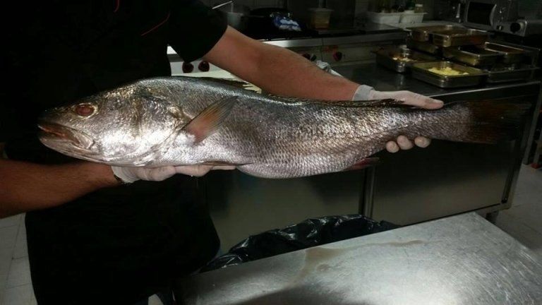 pesce appena pescato