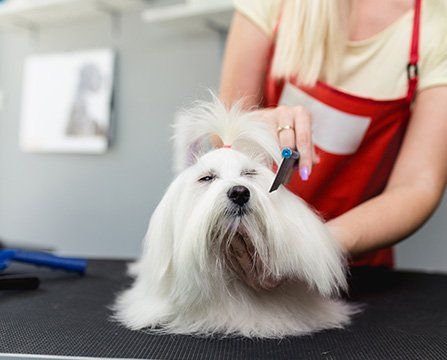 Dog Grooming — Mountville, PA — Renee’s Pet Grooming