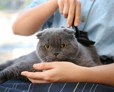 Cat Grooming — Mountville, PA — Renee’s Pet Grooming