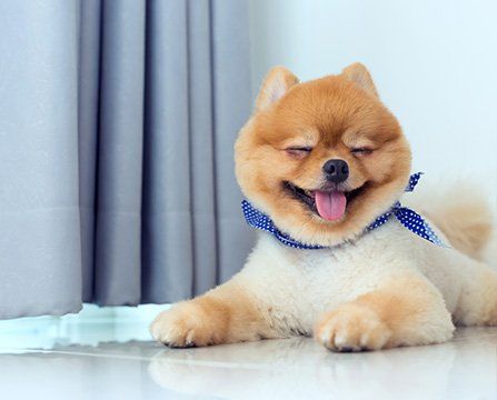 Dog Grooming Done — Mountville, PA — Renee’s Pet Grooming
