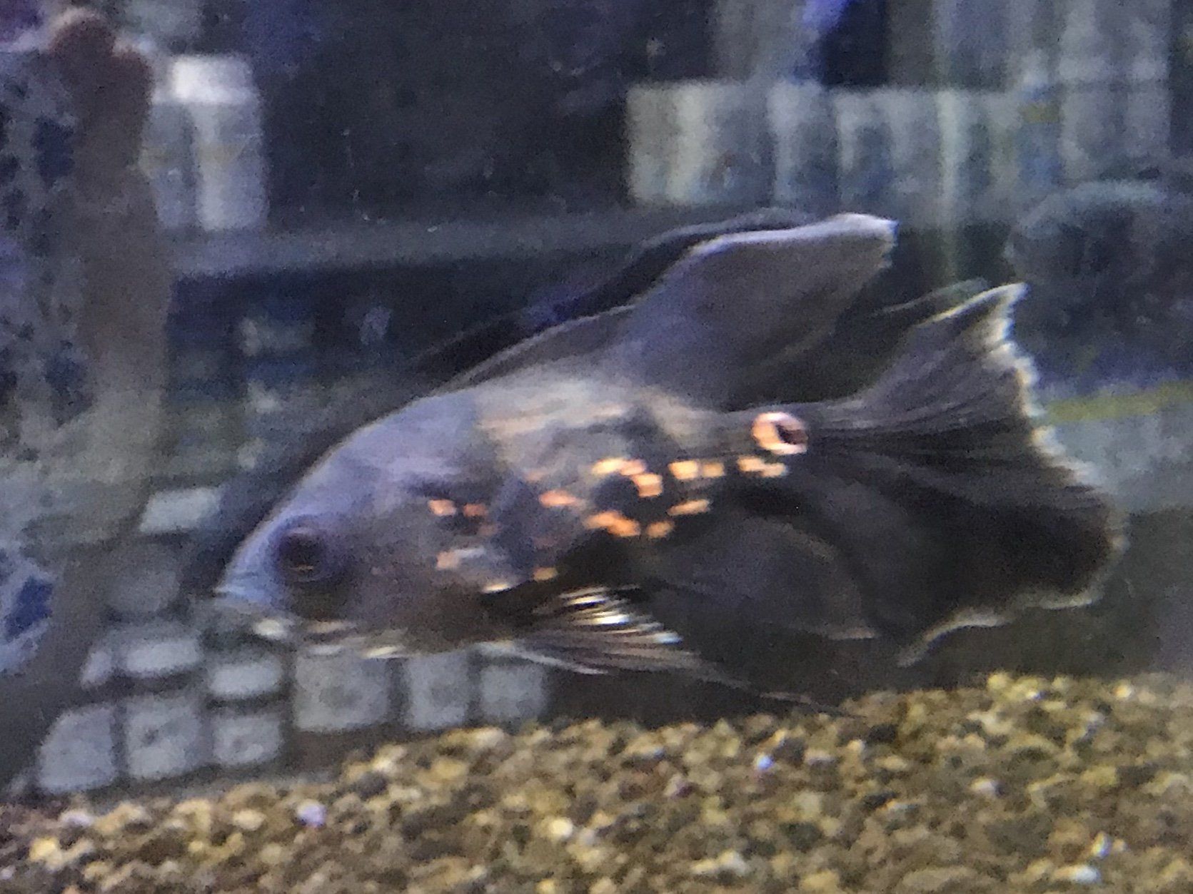 fish