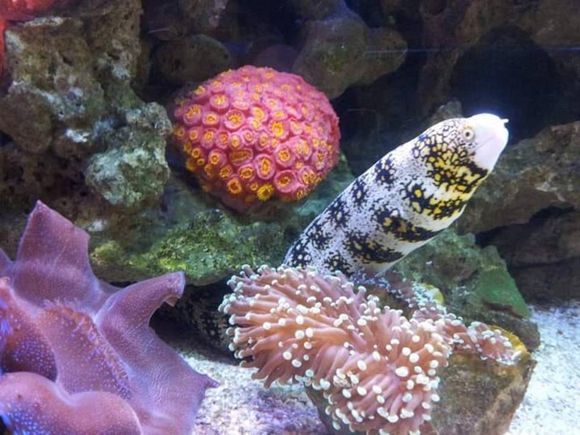 black striped fish