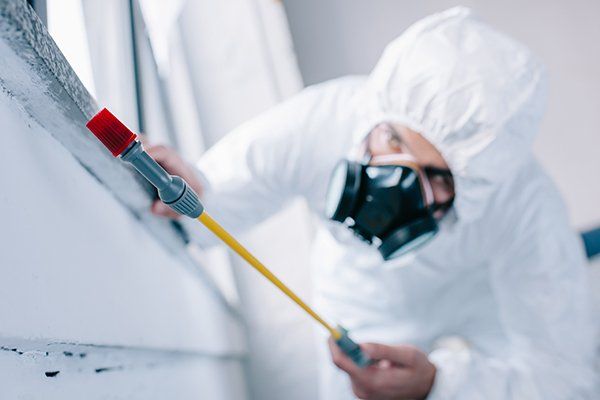close up of exterminator using insecticide