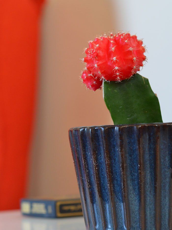 Cactus
