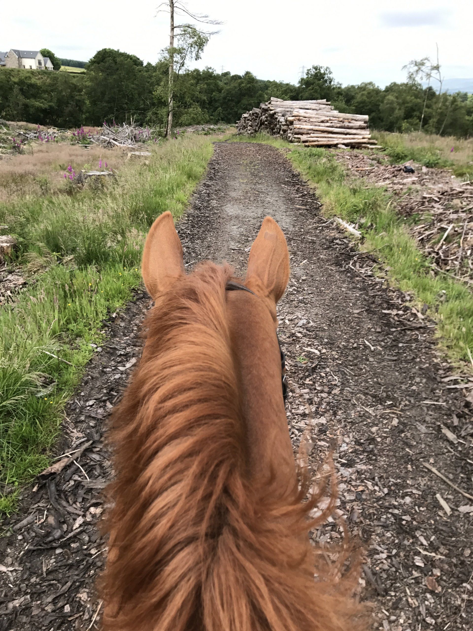 a brown horse