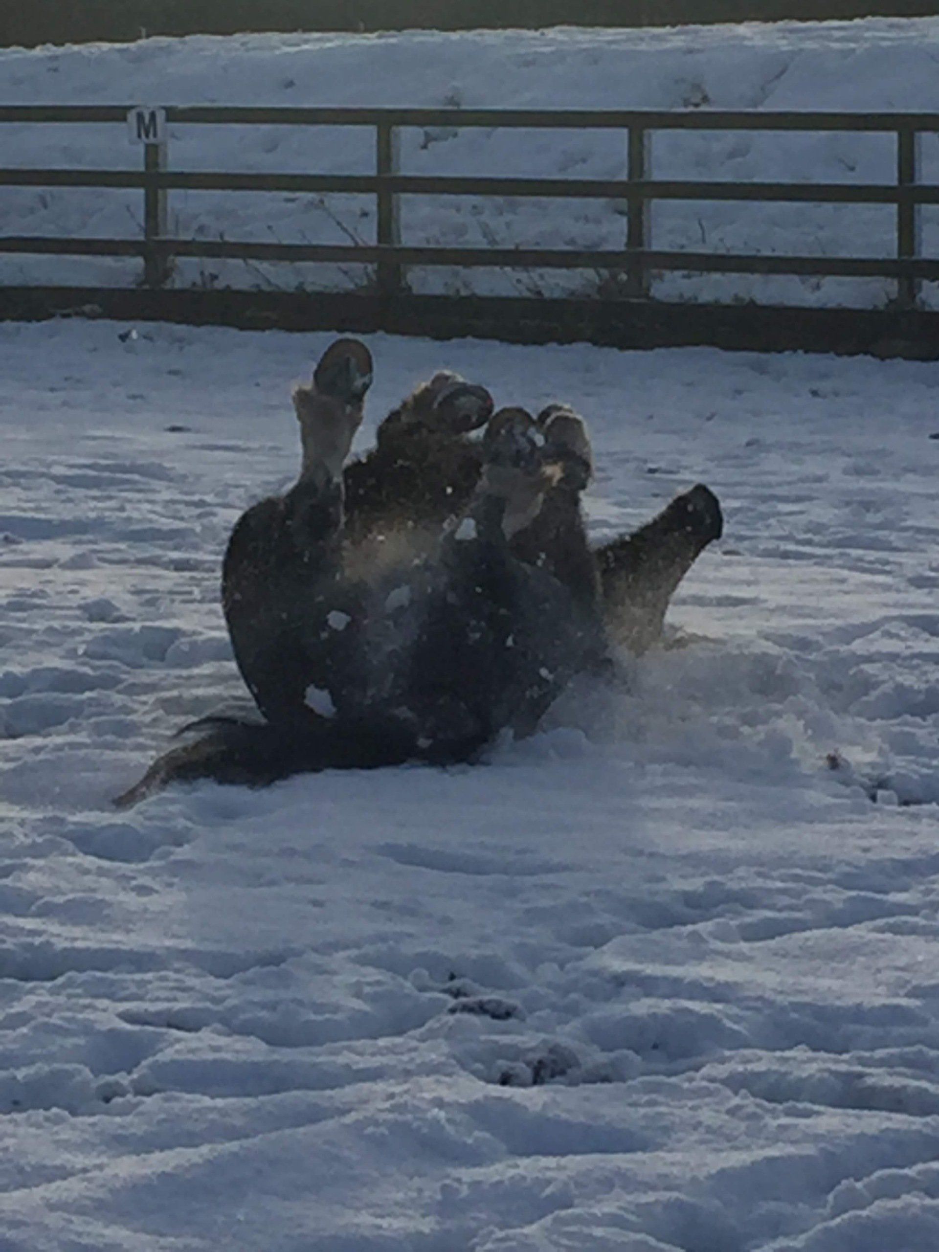 Dressage lessons