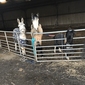 Trained horses and ponies