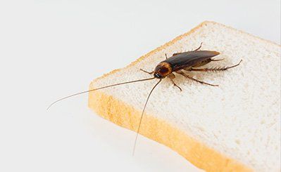 Cockroach — Pest and Weed Control Services in Wiggins, CO Cockroach — Pest and Weed Control Services in Wiggins, CO
