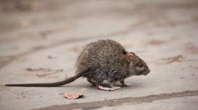 Rat — Fumigation Services in Wiggins, CO Rat — Fumigation Services in Wiggins, CO