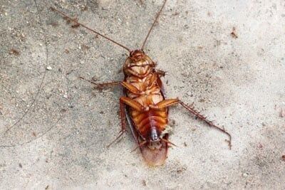 Dead Cockroach — Pest Control in Wiggins, CO Dead Cockroach — Pest Control in Wiggins, CO