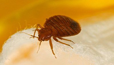 Bed Bug — Pesticides Exterminator in Wiggins, CO Bed Bug — Pesticides Exterminator in Wiggins, CO