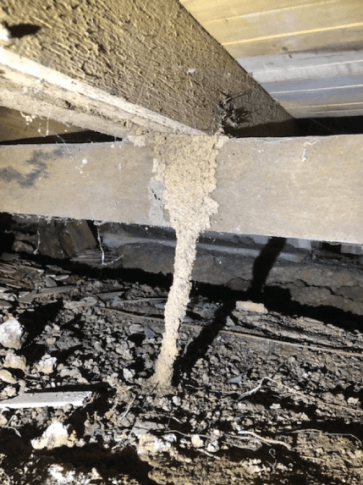 Termite inspections