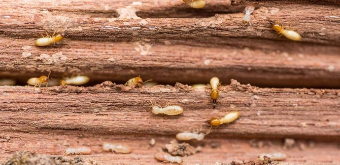 Termites