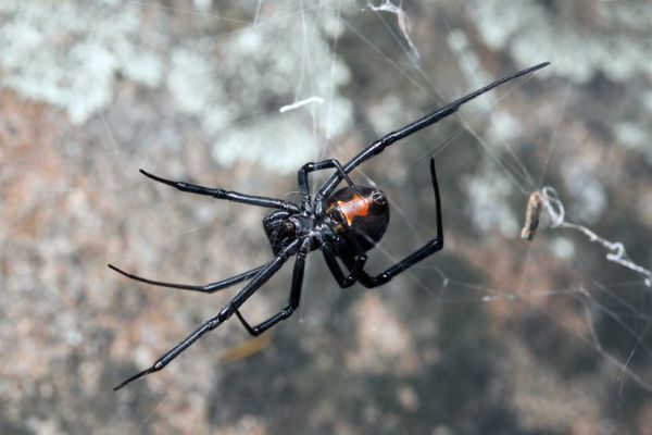 Worker Spraying Pesticides — Pest services  in Yarrahapinni, NSW