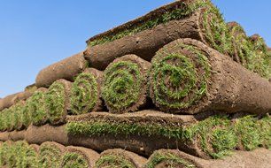 Weed resistant turf