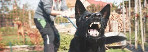 Angry Dog - Personal Injury in Cumberland, MD