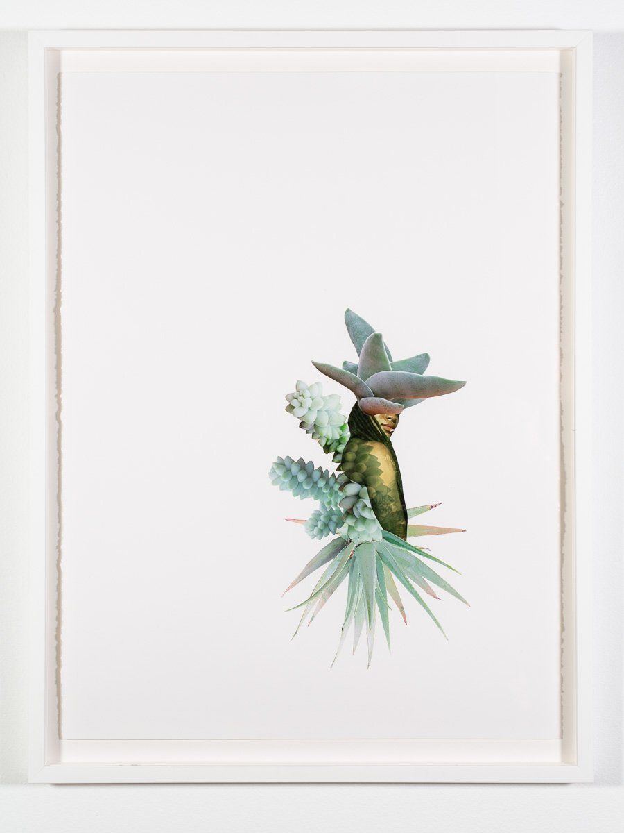 A picture of a bird sitting on top of a plant in a white frame.