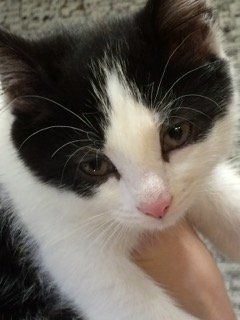 Doctors' Support Network 2016 cute kitten mental health