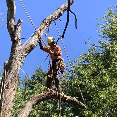 staff on tree