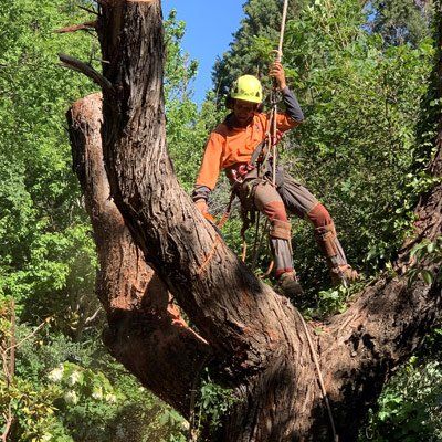 staff cutting tree