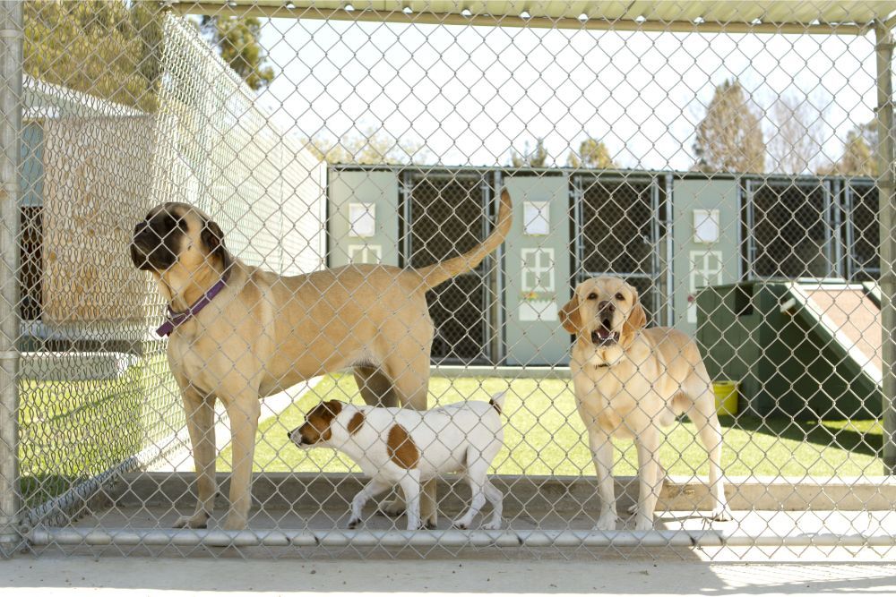 dogs
