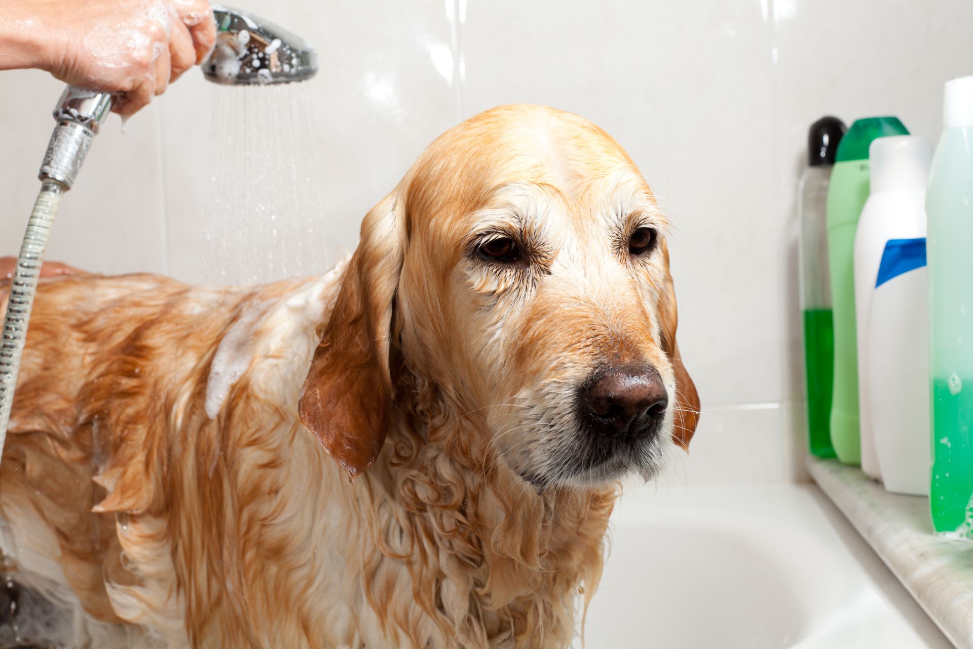 dog in shower