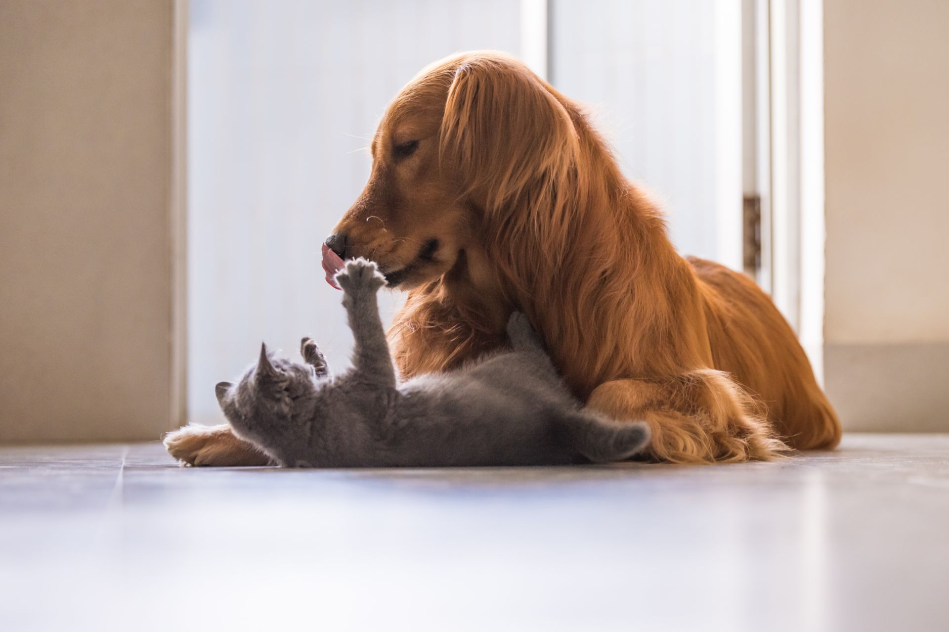 Golden retrievers and British shorthair