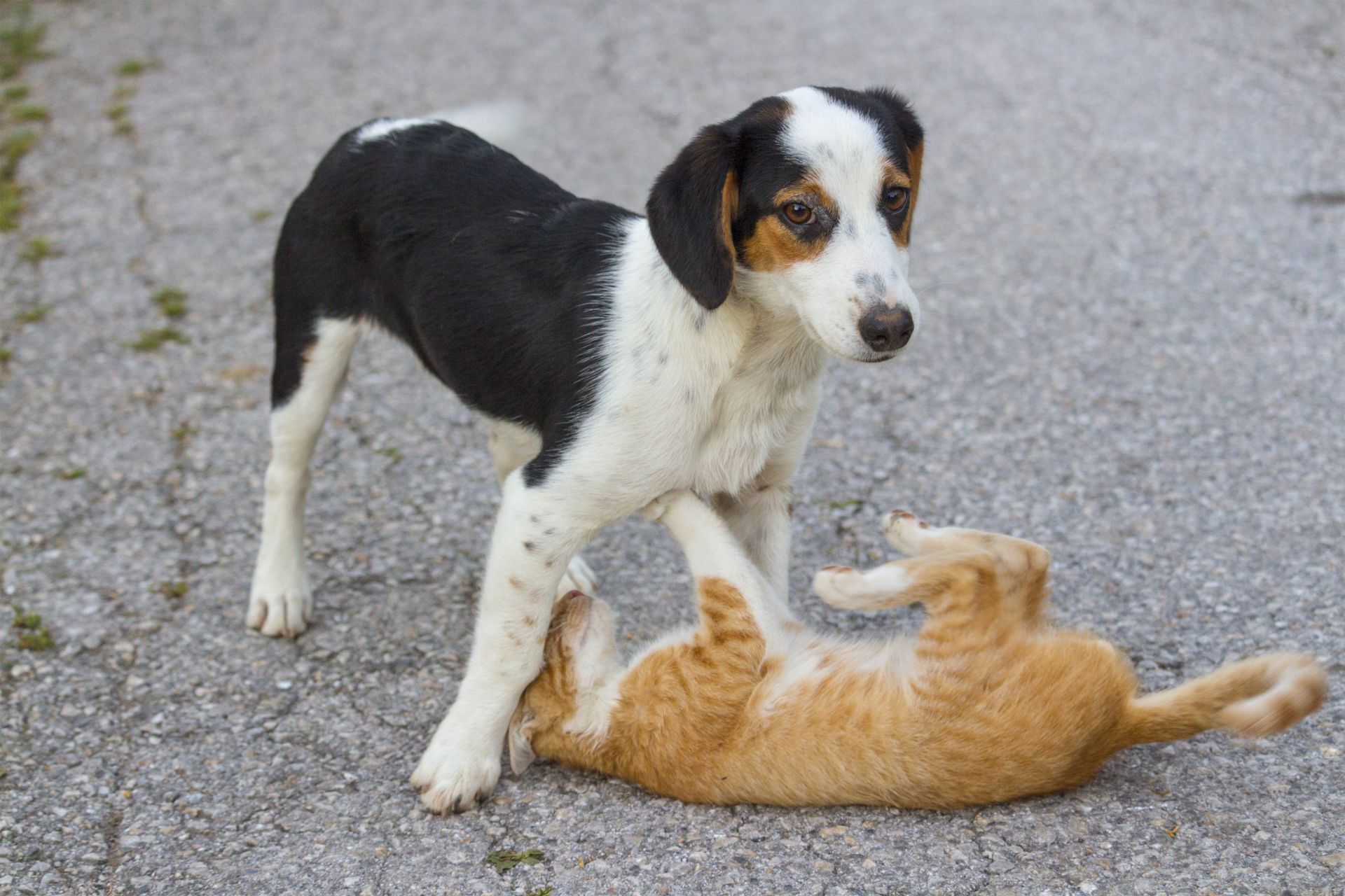dog and cat playing