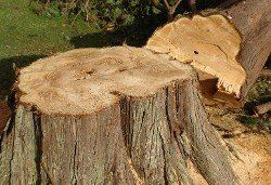 Tree Stump - Lot Clearing Tree Stump - Lot Clearing