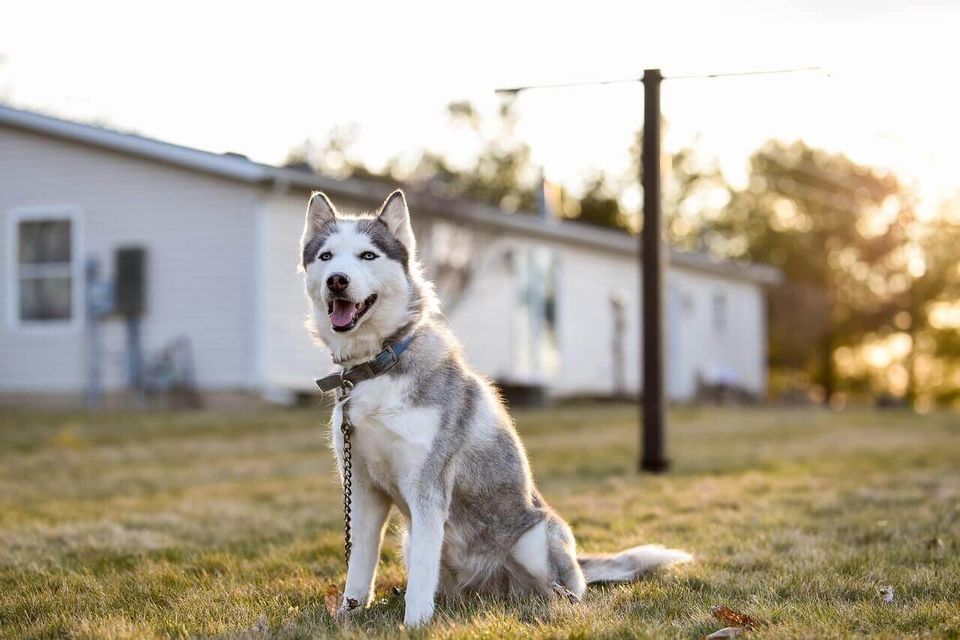 dog outside of house