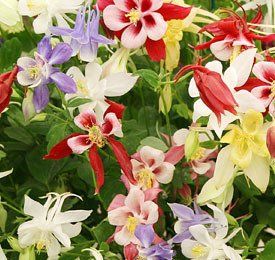 Garden Tours & Flower Shows