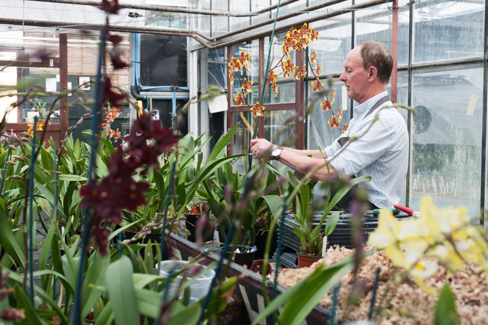 Garden & Flower Show Tours