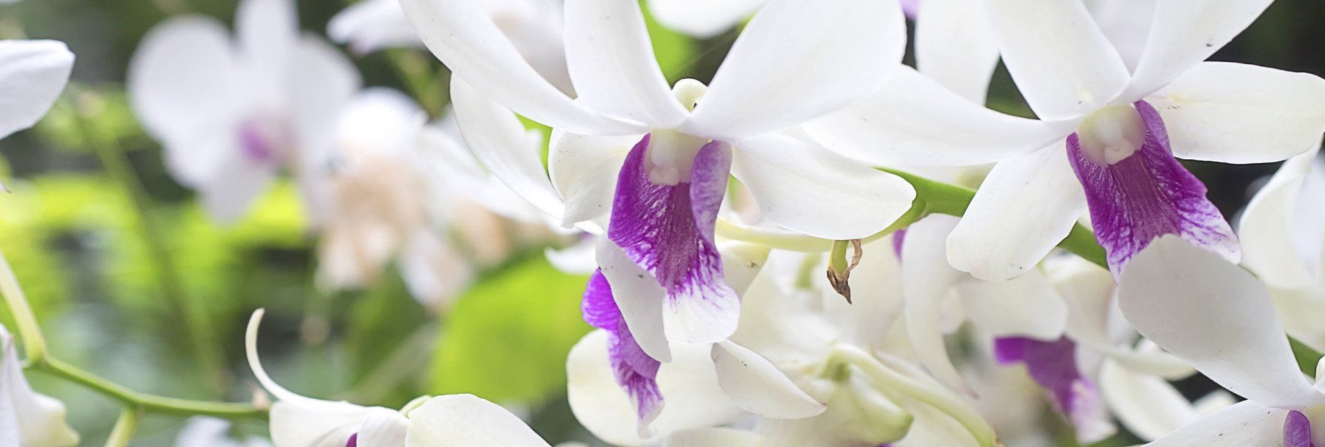 Garden & Flower Show Tours