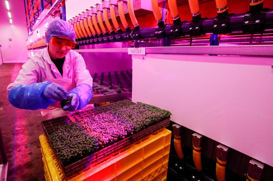 In Belgium, Colruyt Farm successfully produces crops with efficiency and low resource usage. Crops use 20 times less space, 90% less water and 50% less nutrients required in traditional farming methods.
